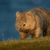 Vombat obecny - Vombatus ursinus - Common Wombat 5122